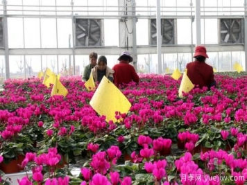 扬州高邮：每天发货30万株，花工厂绽放乡村振兴致富花