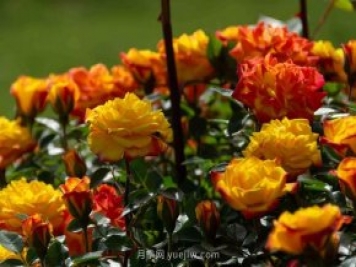 安阳市滑县森林公园月季花开放，赏花打卡正当时