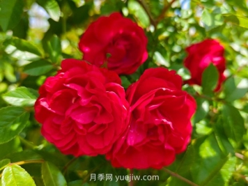 月季红木香爆花机器，花艳丽花量大花期长